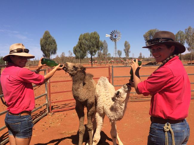 Camels: They’re always thirsty. Picture: Uluru Camel Tours