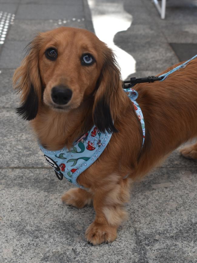 Ipswich 2023 Dog Day at Nicholas Street Precinct pictured is dog Daffodil