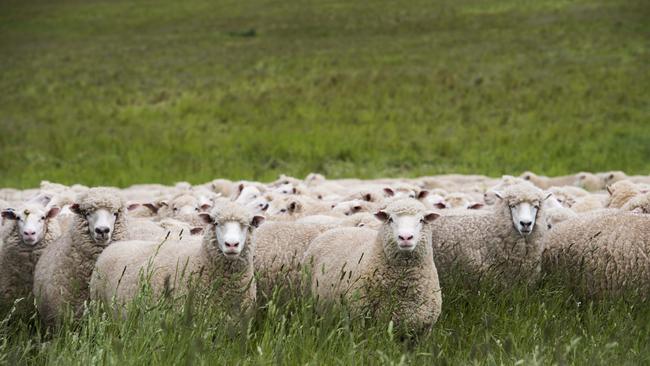 Veterinarians and researchers say benign footrot is widespread, so why are so many vendors saying their flocks are free of the disease?