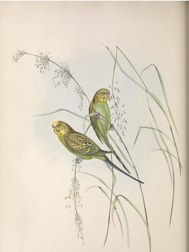 Elizabeth Gould earned a reputation as a brilliant illustrator.