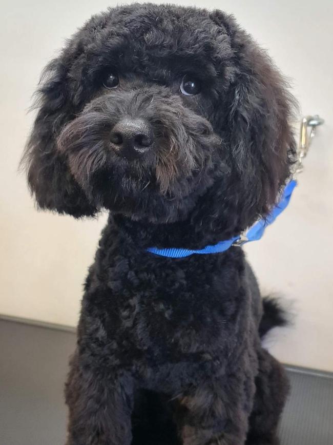 Hugo the cavoodle, sent in by Nicole Swan, Loxton.
