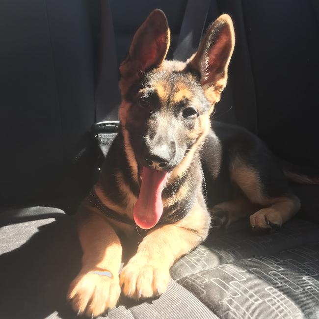 Vet check ups be like....Zaya, of Oakhurst. Picture: Kirstie