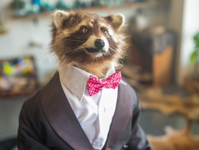 A stuffed racoon wearing a suit called Ralph has been stolen from Witch Way Australia after a break-in at the West End store. Picture: Facebook/ Witch Way Australia