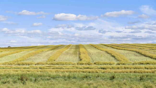 Canola growers are being reminded to adhere to label application directions when spraying herbicide. Photo: DANNIKA BONSER