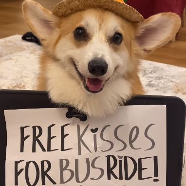 Popular pet influencers are calling for pets to be allowed on public transport in the most adorable way. Picture: Instagram