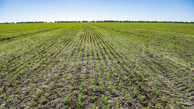 Vetch at Rand in southern NSW. Picture: Zoe Phillips