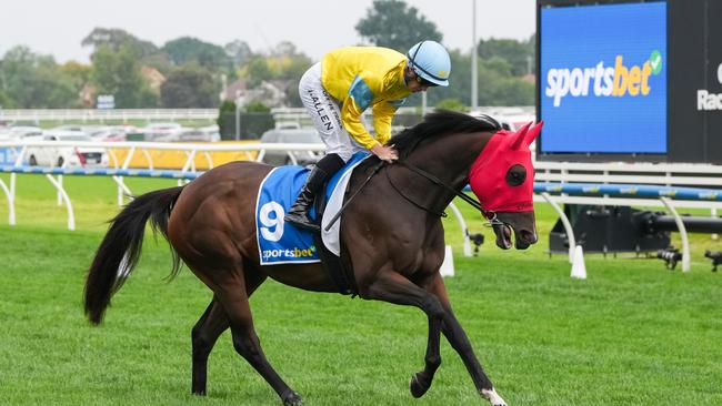 Super Smink on the way to the barriers prior to the running of  the Sportsbet C.F. Orr Stakes at Caulfield Racecourse on February 08, 2025 in Caulfield, Australia. (Photo by George Sal/Racing Photos via Getty Images)