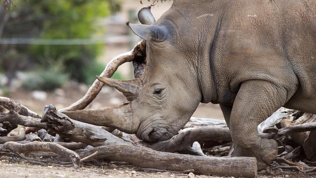 The attack on four-year-old Vince (not the rhino pictured) has left many at Thoiry Zoo traumatised. Picture: Adrian Mann, Zoos SA