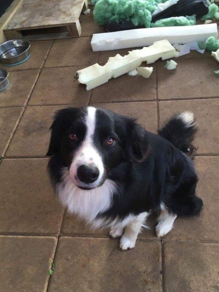 Border collie x store maremma