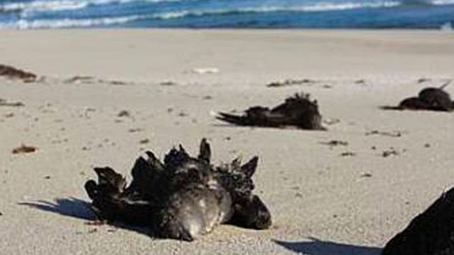 Mutton birds washed up on a NSW beach.