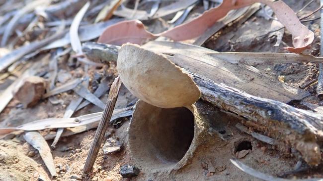 The name is drawn from the burrows. Picture: Queensland Museum