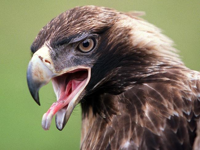 Wedge-tailed eagle