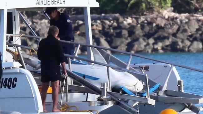 A shark is removed after being killed in Cid Harbour in the Whitsundays. Picture: Mick Moonen