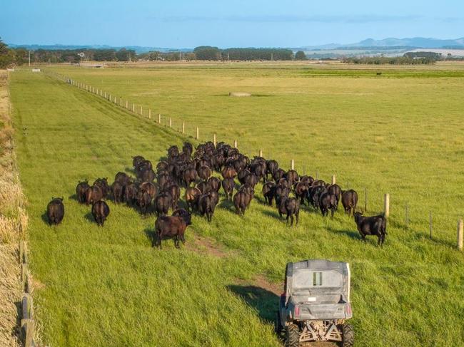 Cattle on the estate.