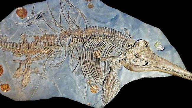 Dinosaur fossil discvoery: Scientists find lIchthyosaurus fossil  languishing in German museum | Daily Telegraph