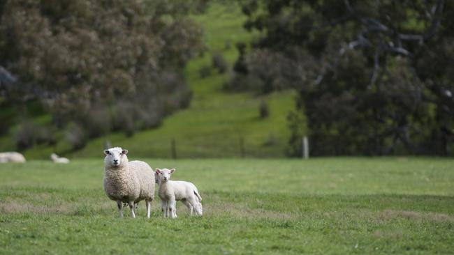 Lamb numbers could be down by 20 per cent in one of Australia’s key lamb production areas.