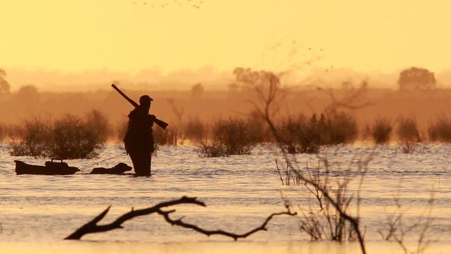 A hunter and his retriever dog wait patiently for ducks to arrive at Lake Buloke in northwestern Victoria at the start of the state's 10-week duck shooting season.