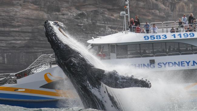 A breach next to a whale watching boat close in to the cliffs on Sydney’s coastline. Picture: Jonas Liebschner of Whale Watching Sydney