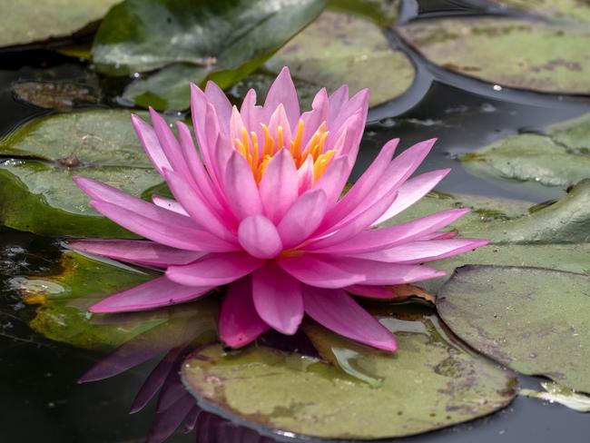 EMBARGO FOR TWAM 20 FEB 2021 FEE APPLIESPink water lily and lily pads on a pond Pic : Getty Images