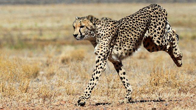 SAFRICA-WILDLIFE-CONSERVATION-CHEETAH-FILES