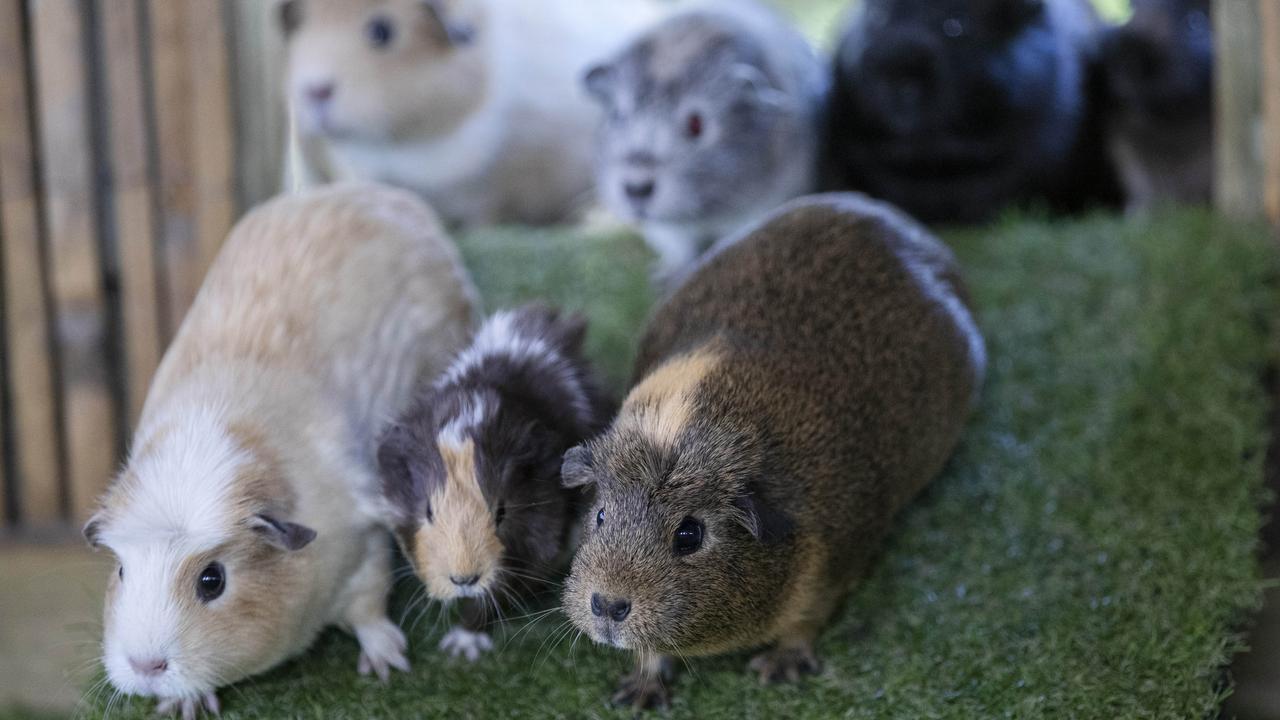 The guinea pigs roam freely in their large enclosure containing their tiny village, which Mr Ransley as named GuineaVale. Picture: Chris Kidd