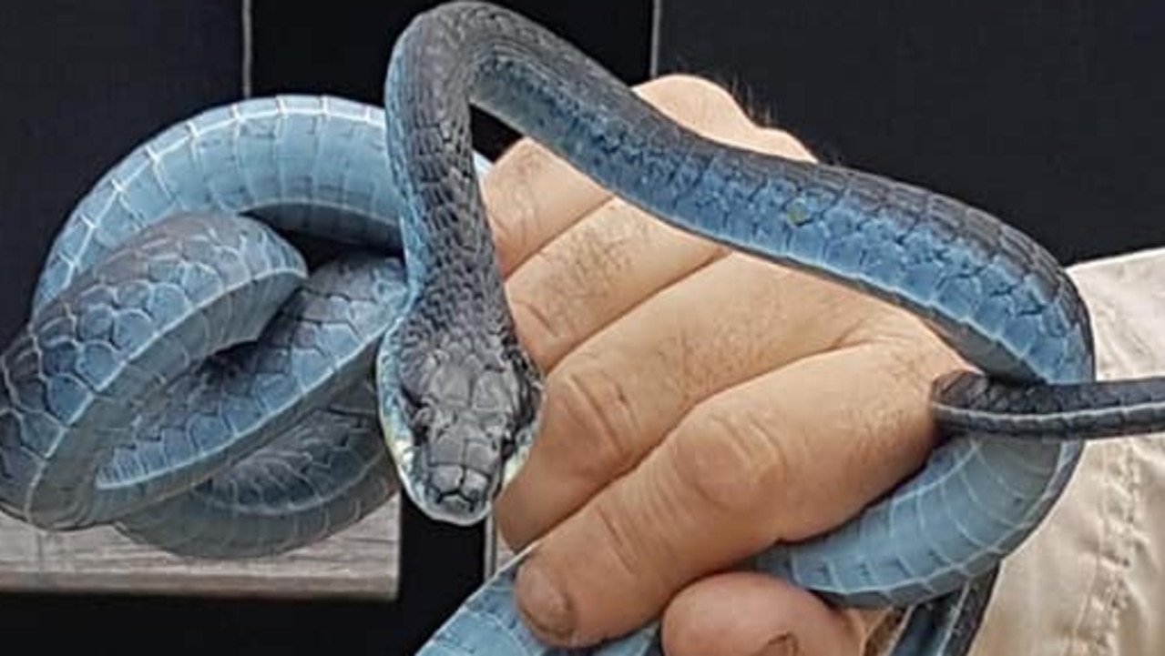 Queensland snake catcher warns of snakes in drains