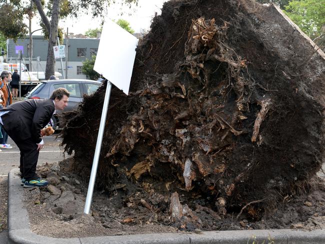 The uprooted tree in Roden St. Picture: Andrew Henshaw