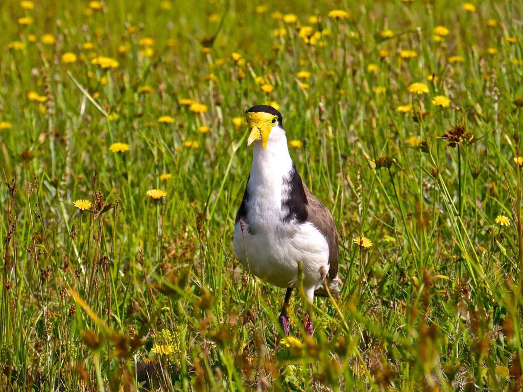 A masked plover is less likely to breed during droughts. Picture: Steve Otton