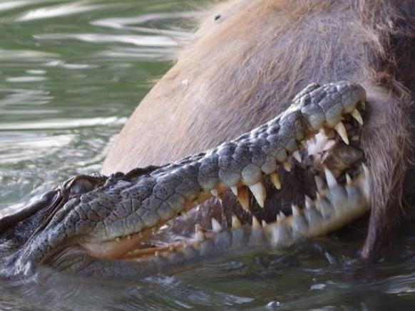 ‘Ripped to bits’: Terrifying croc attack caught on camera