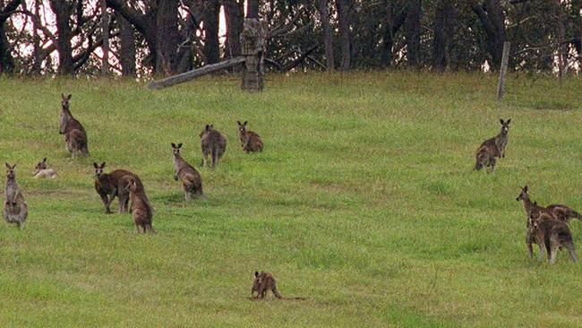 Wildlife activists are vowing to stay the distance to prevent government officers from culling kangaroos around Epping in the city of Whittlesea.