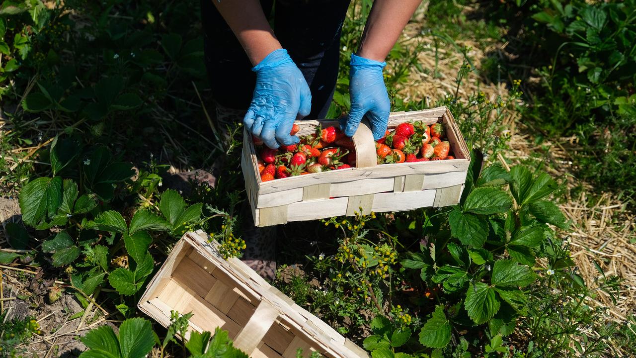 Strawberries and blueberries contain antioxidants called anthocyanins have been implicated in a variety of berry health benefits such as metabolic and cognitive enhancements. Picture: Getty