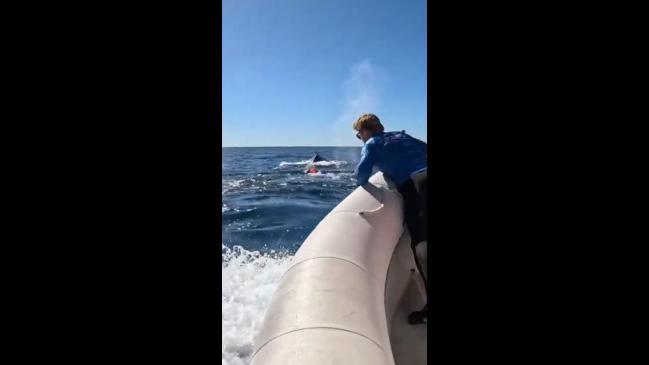 Trapped whale rescued off coast of NSW | news.com.au — Australia’s ...