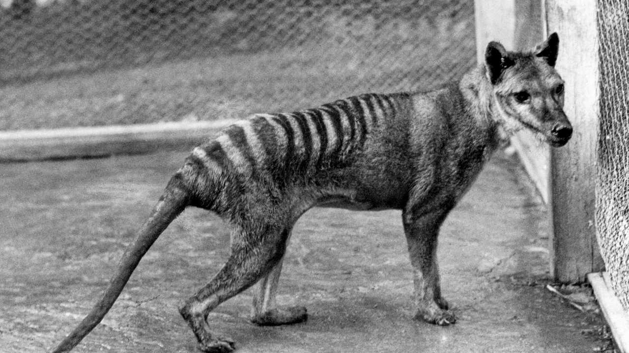 Secrets of weird, wonderful Tasmanian tiger revealed, Redland City  Bulletin