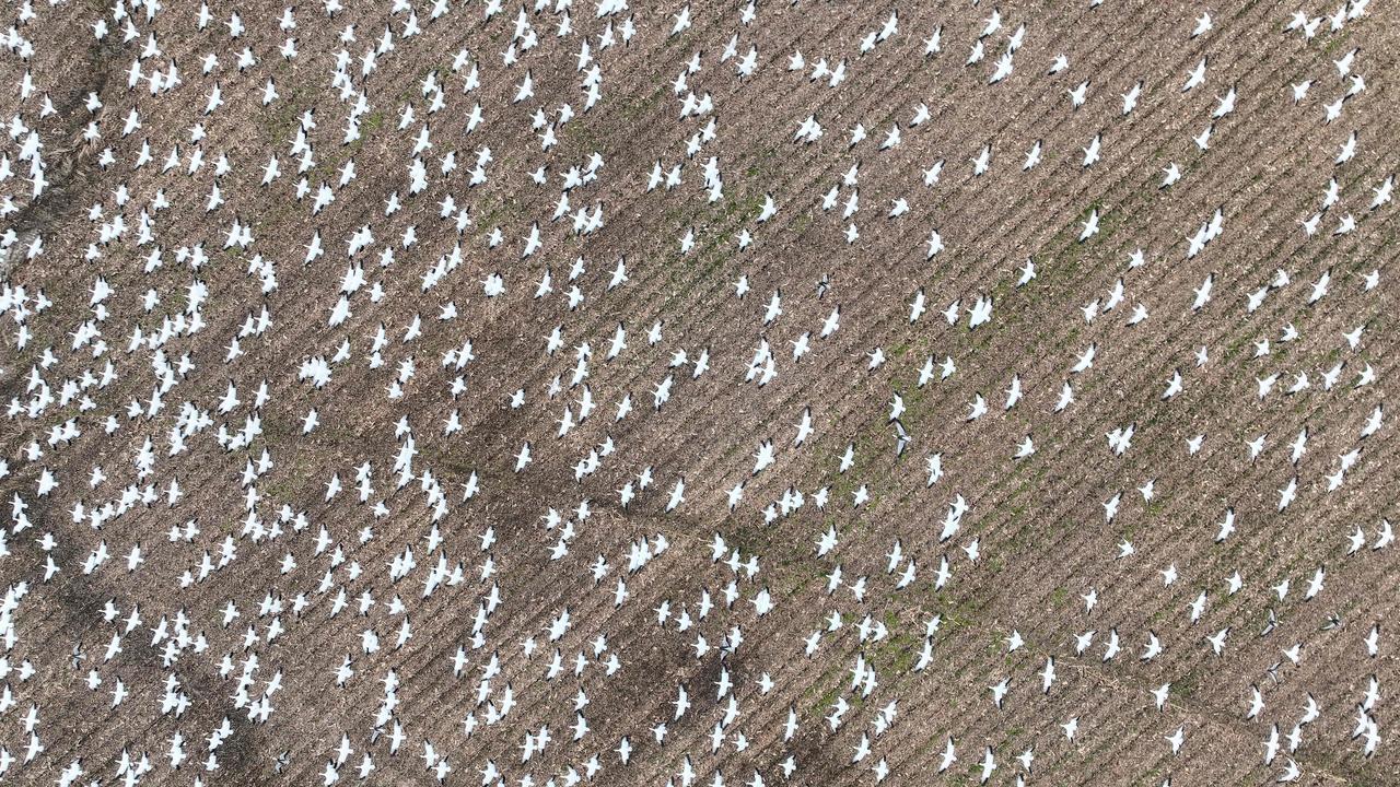 A new strain of highly pathogenic avian influenza, commonly called bird flu, has killed around 1,600 snow geese in two separate areas of Colorado since November last year, according to state wildlife officials. Picture: Jim Watson / AFP.