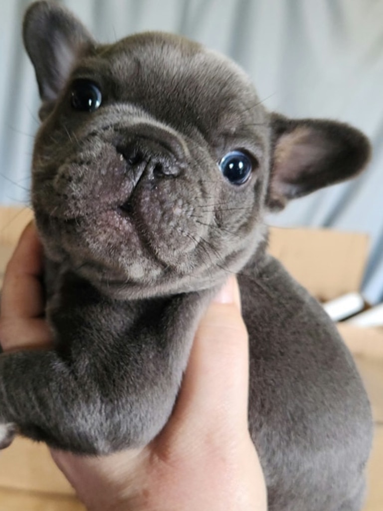 Eight-week-old French bulldog puppy, Steel, had to be put to sleep after he was dropped at a vet less than 2 days after he and Bear were stolen.