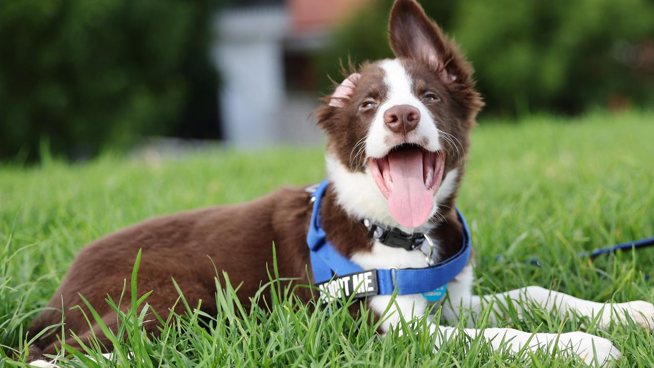 Pups wearing their heart on their harness