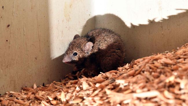 Mice can wreak havoc on crops if left unchecked. Picture: Saeed Khan / AFP