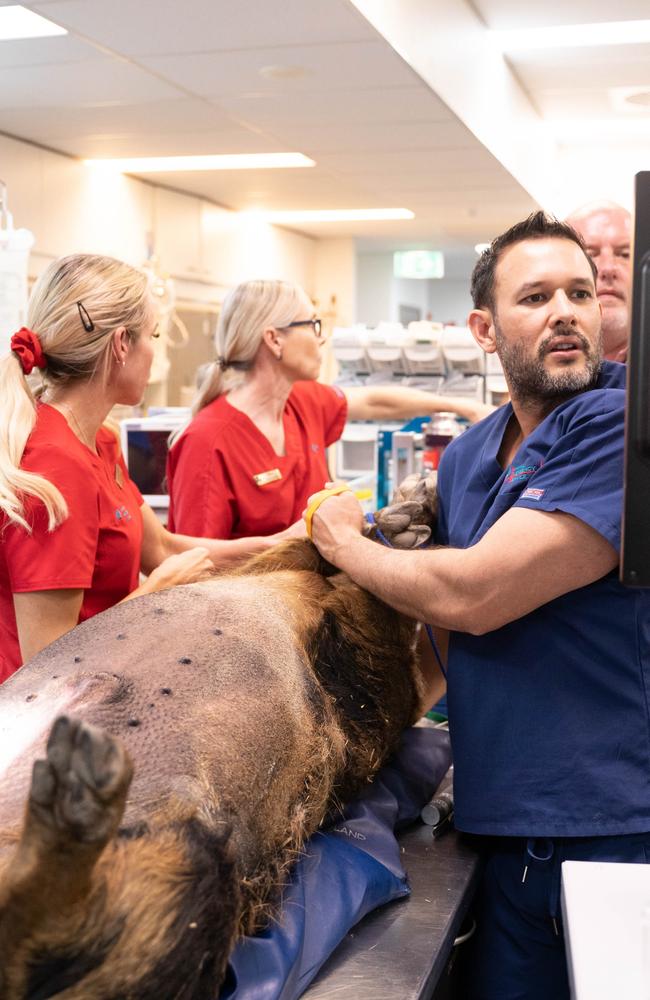 Bondi Vet television show stars, Dr Alex Hynes and Dr Gerardo Poli, join other emergency veterinary staff to examine Chester the boar at the Jindalee Animal Emergency Service recently. Chester belongs to AES Director Simon Lemin. Picture: AES