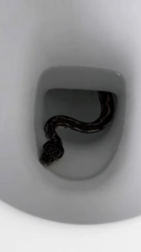 Cairns news: Woman finds snake and two rats inside toilet bowl early morning