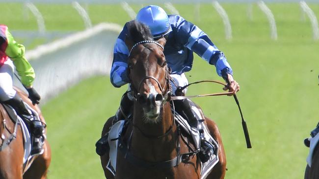 Julian Rock can get back to winning form at Canterbury on Wednesday. Picture: AAP Image