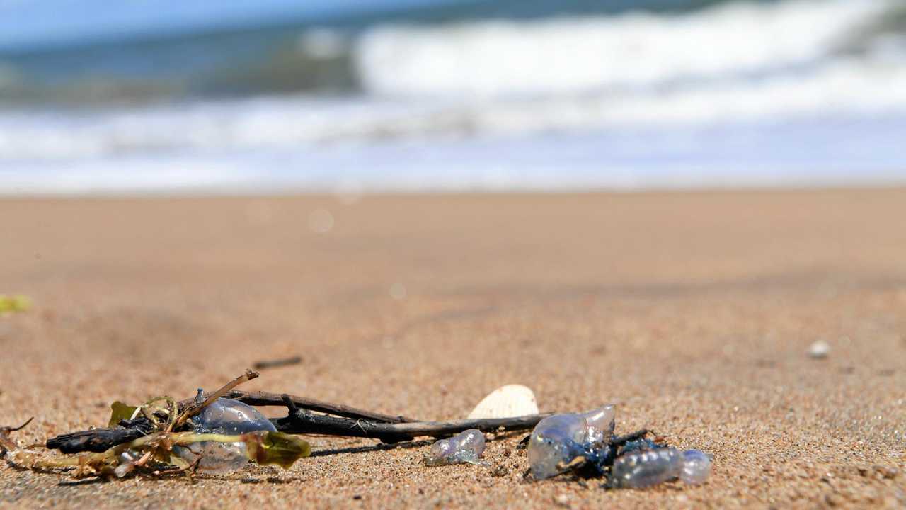 Thousands stung in Australian blue bottle invasion