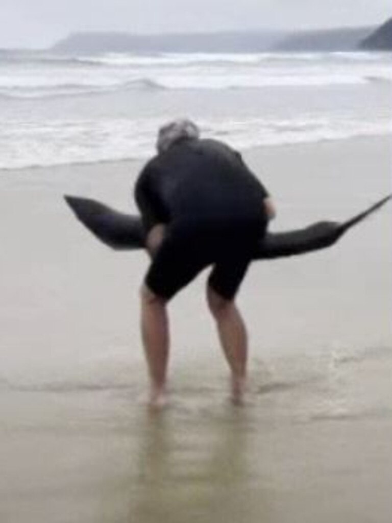 He carried the animal back out to deeper water. Picture: Lillie Wilson / ABC