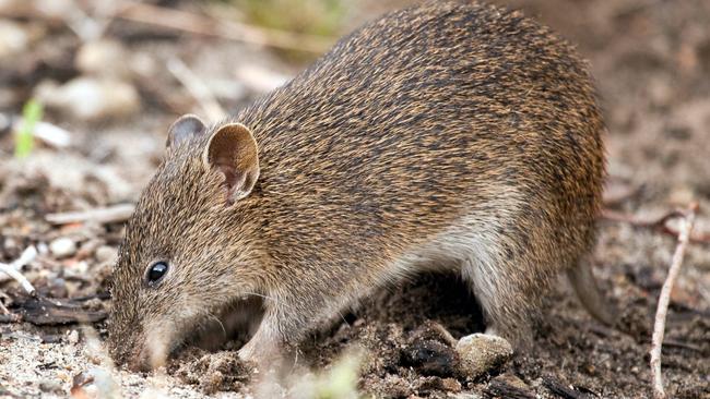 Bandicoots are the most surprising food source for the dingoes on Fraser Island.