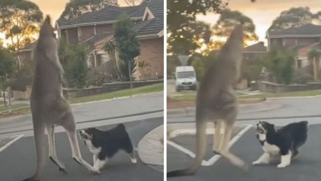 A clip of a kangaroo and dog fighting on an Aussie street made headlines – now the truth behind it has been revealed