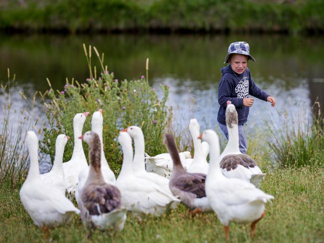 Most of the villagers love the birds, unless they hold up peak-hour traffic. Picture: Nicole Cleary