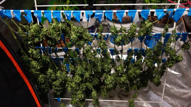 Cannabis that was being dried was seized.