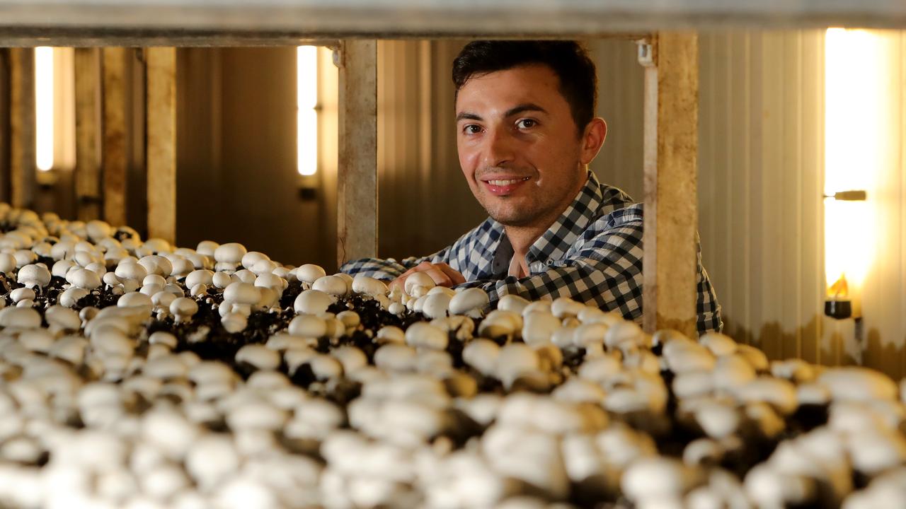 Escavox: Mushroom grower launches ag-tech tracking device | The Weekly ...