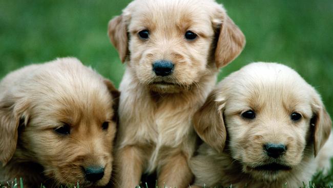 Dog lovers are also invited to add a new member to their family.