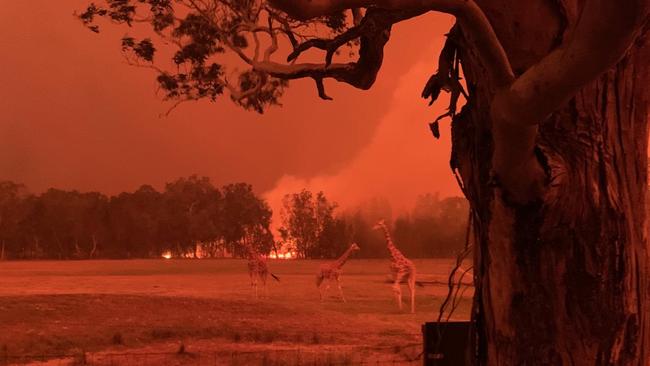 Giraffes roam the paddocks at Mogo Zoo as the Clyde Mountain fire looms. Picture: Supplied