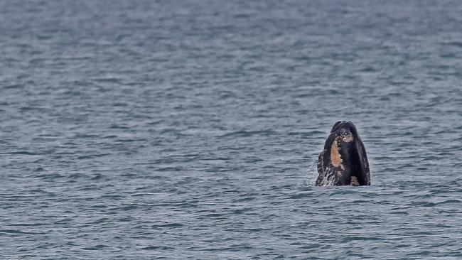 The whale surfaces. Picture: Bob McPherson